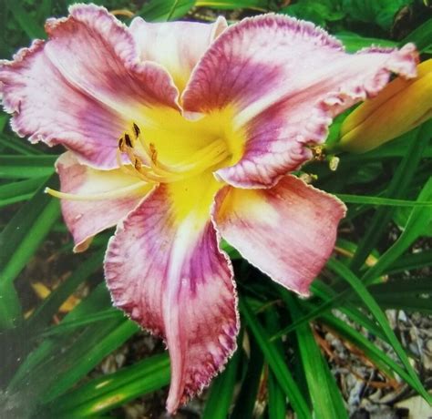 daylily location